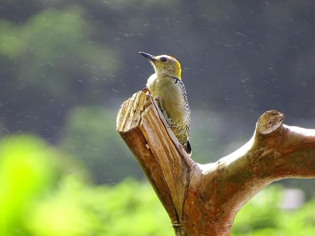 Miztli Lodge & Adventure Monteverde Bagian luar foto