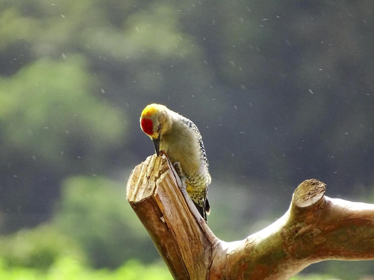 Miztli Lodge & Adventure Monteverde Bagian luar foto